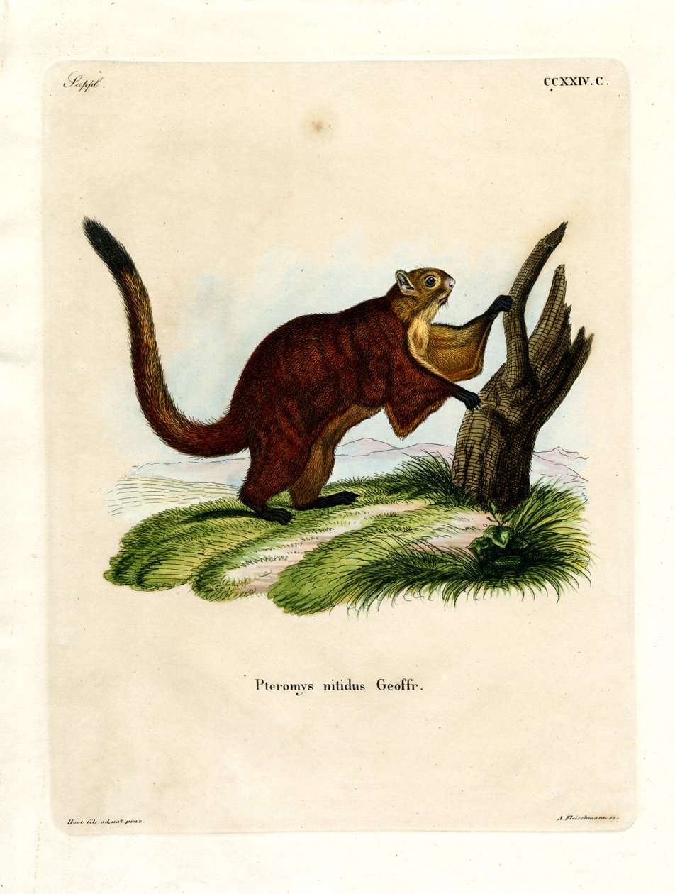 Brilliant Flying Squirrel (farget gravering) av German School