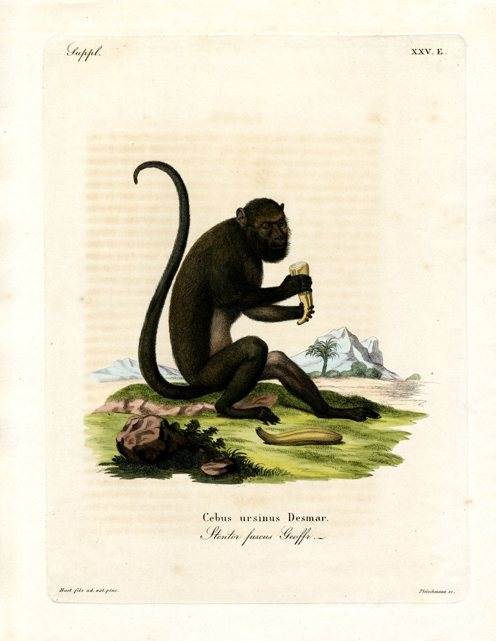 Brown Howler (farget gravering) av German School