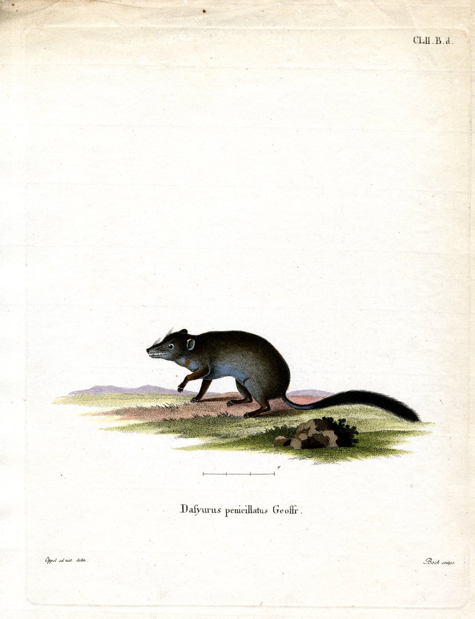 Børstehale Phascogale (farget gravering) av German School