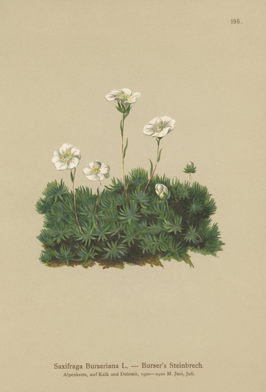 Bursers Saxifrage (Saxifraga Burseriana) av German School