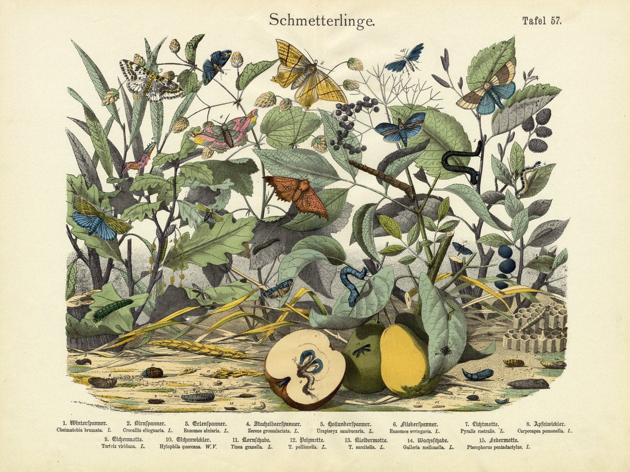 Sommerfugler, ca. 1860 av German School