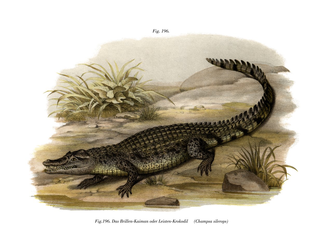 Caiman (farge litho) av German School