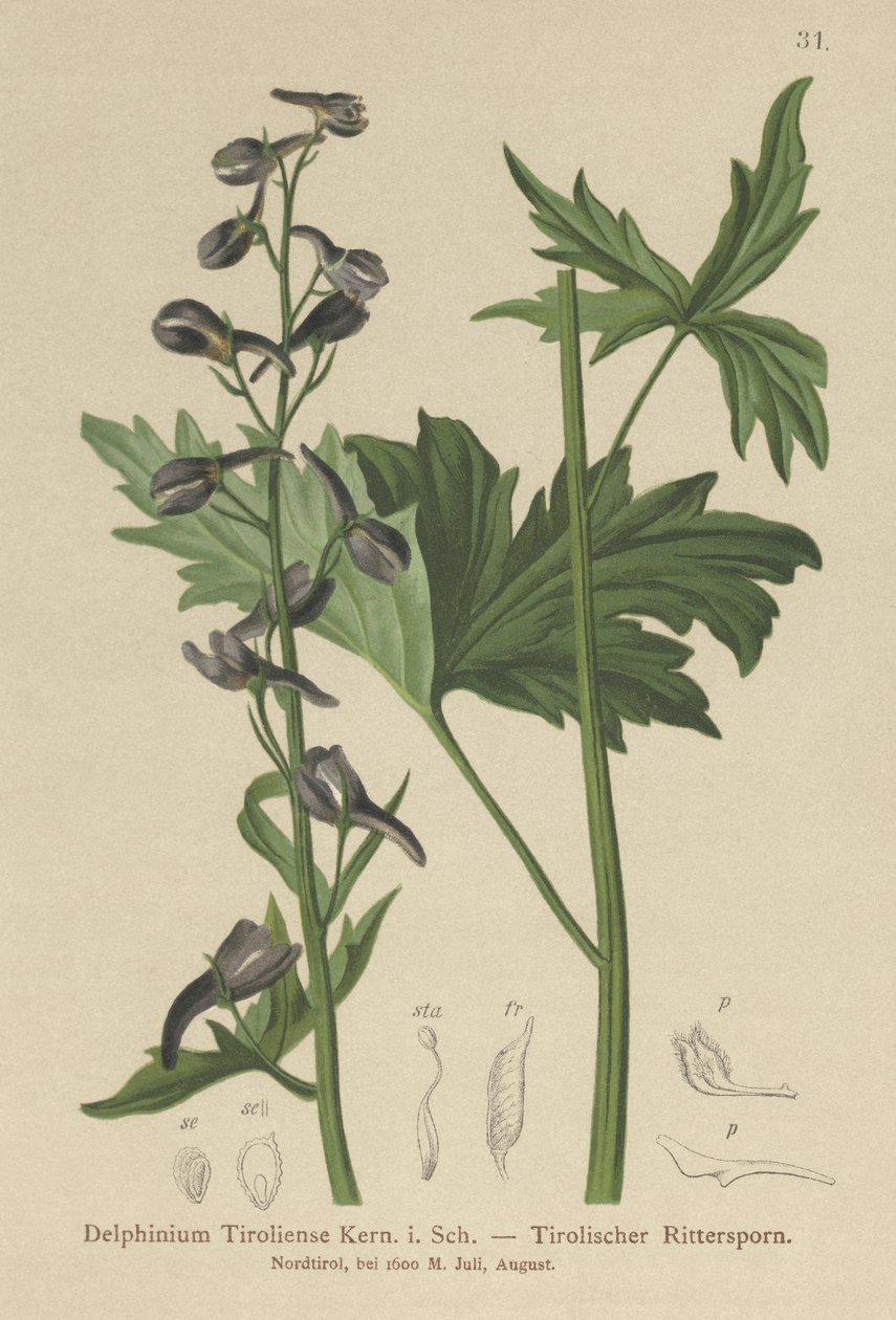Larkspur Candle (Delphinium elatum, Delphinium tiroliense) av German School