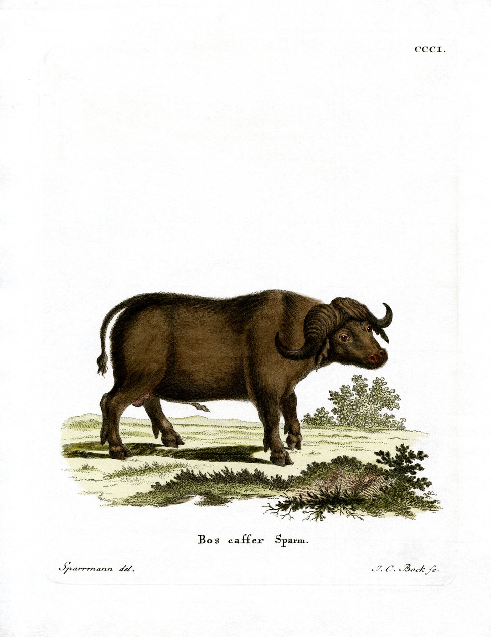 Cape Buffalo (farget gravering) av German School