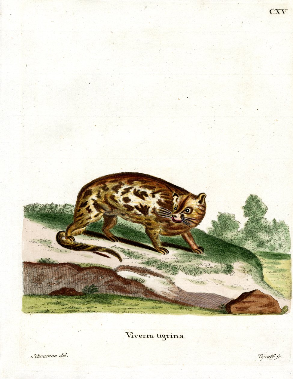 Cape Genet (farget gravering) av German School