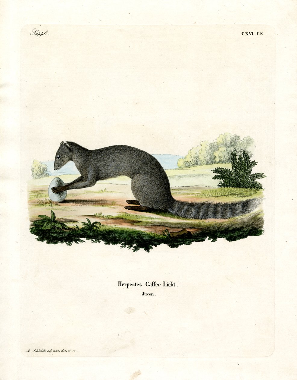 Cape Grey Mongoose (farget gravering) av German School