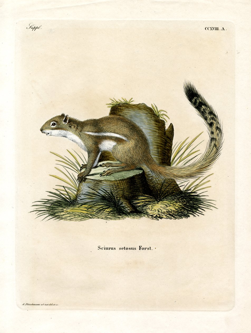 Cape Ground Squirrel (farget gravering) av German School