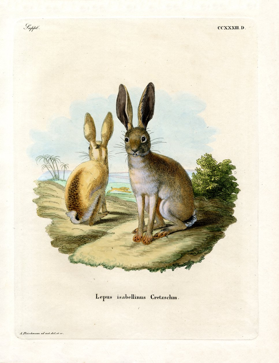 Cape Hare (farget gravering) av German School