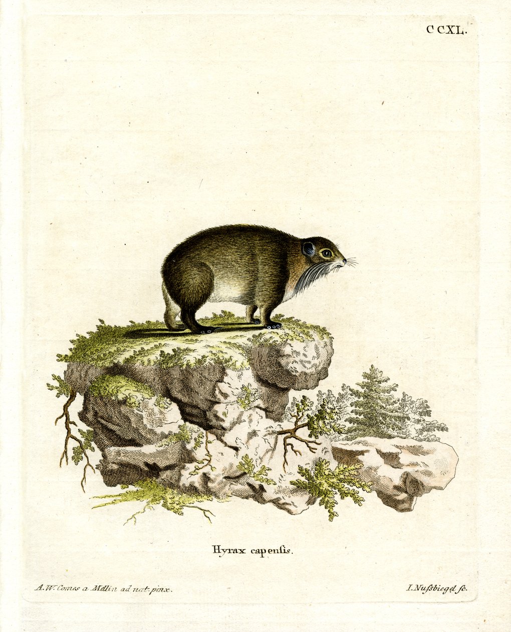 Cape Hyrax (farget gravering) av German School