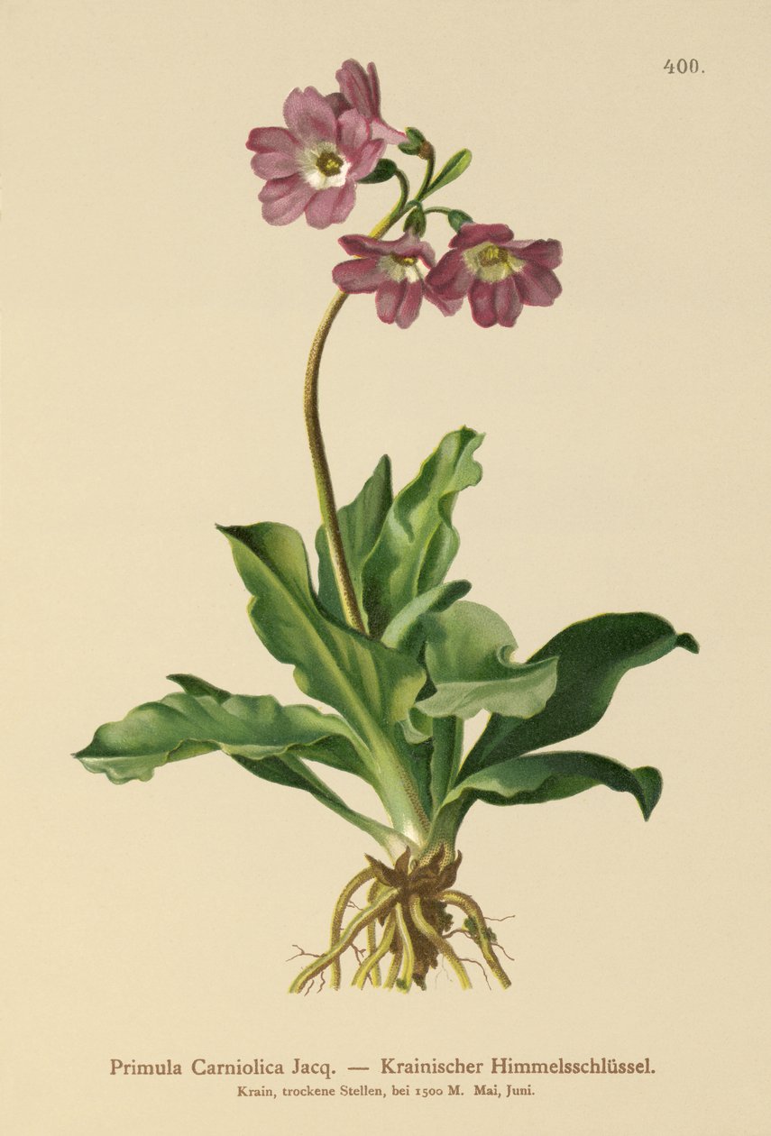 Carniolan Primrose (Primula Carniolica) av German School