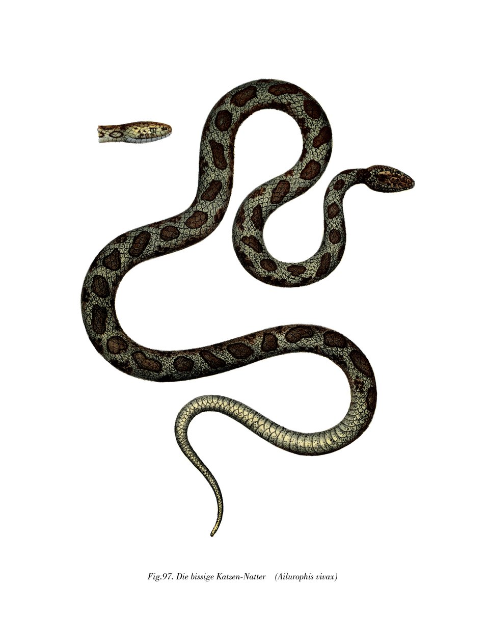 Cat Snake (farge litho) av German School