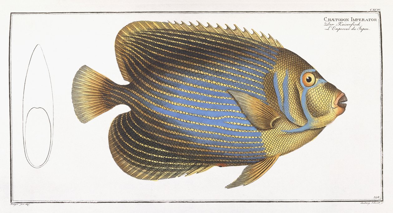 Chaetodon Imperator av German School