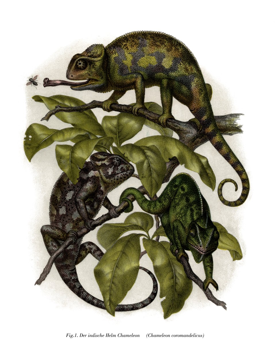 Kameleon (farge litho) av German School