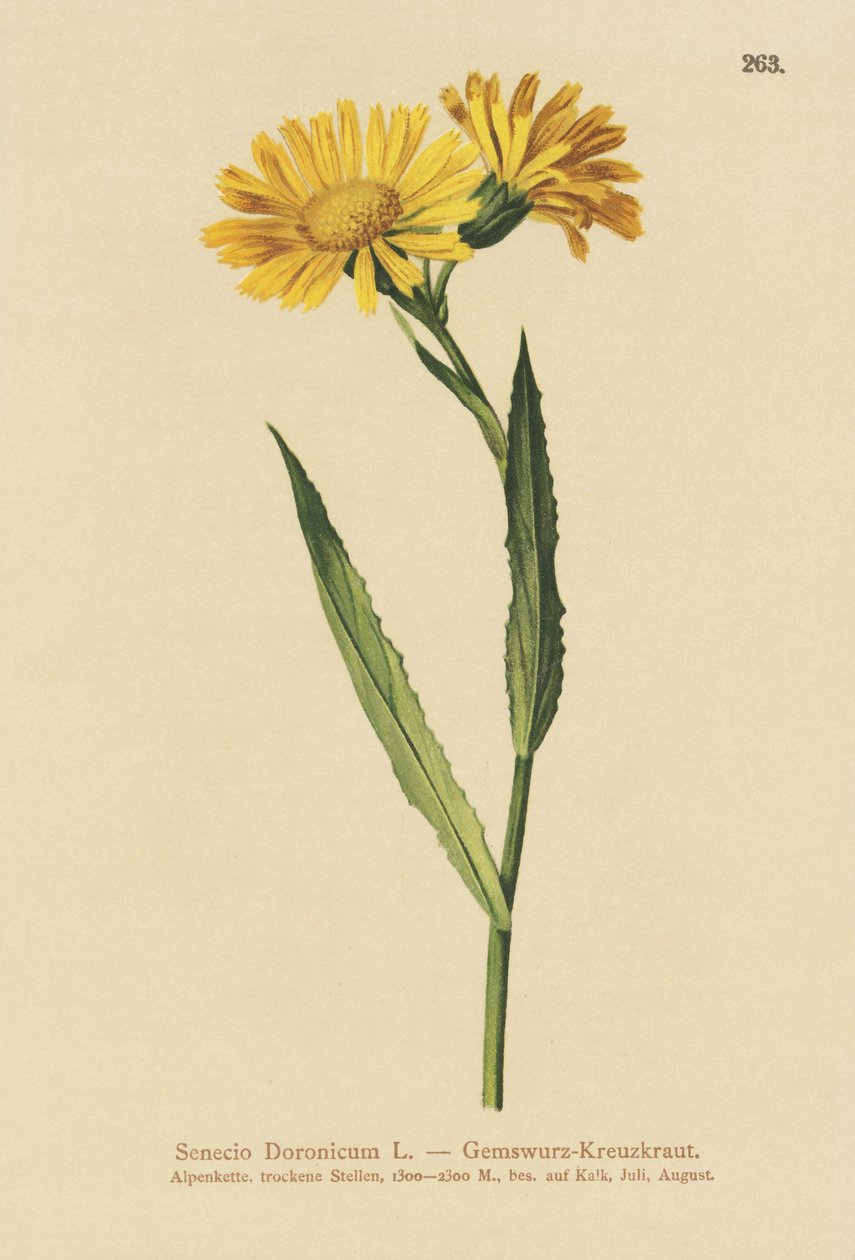 Gemserk (Senecio Doronicum) av German School