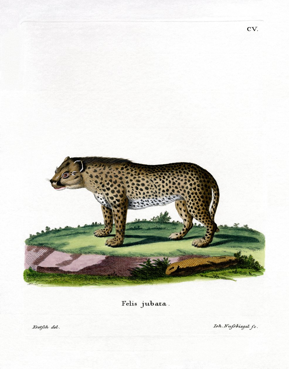 Gepard (farget gravering) av German School