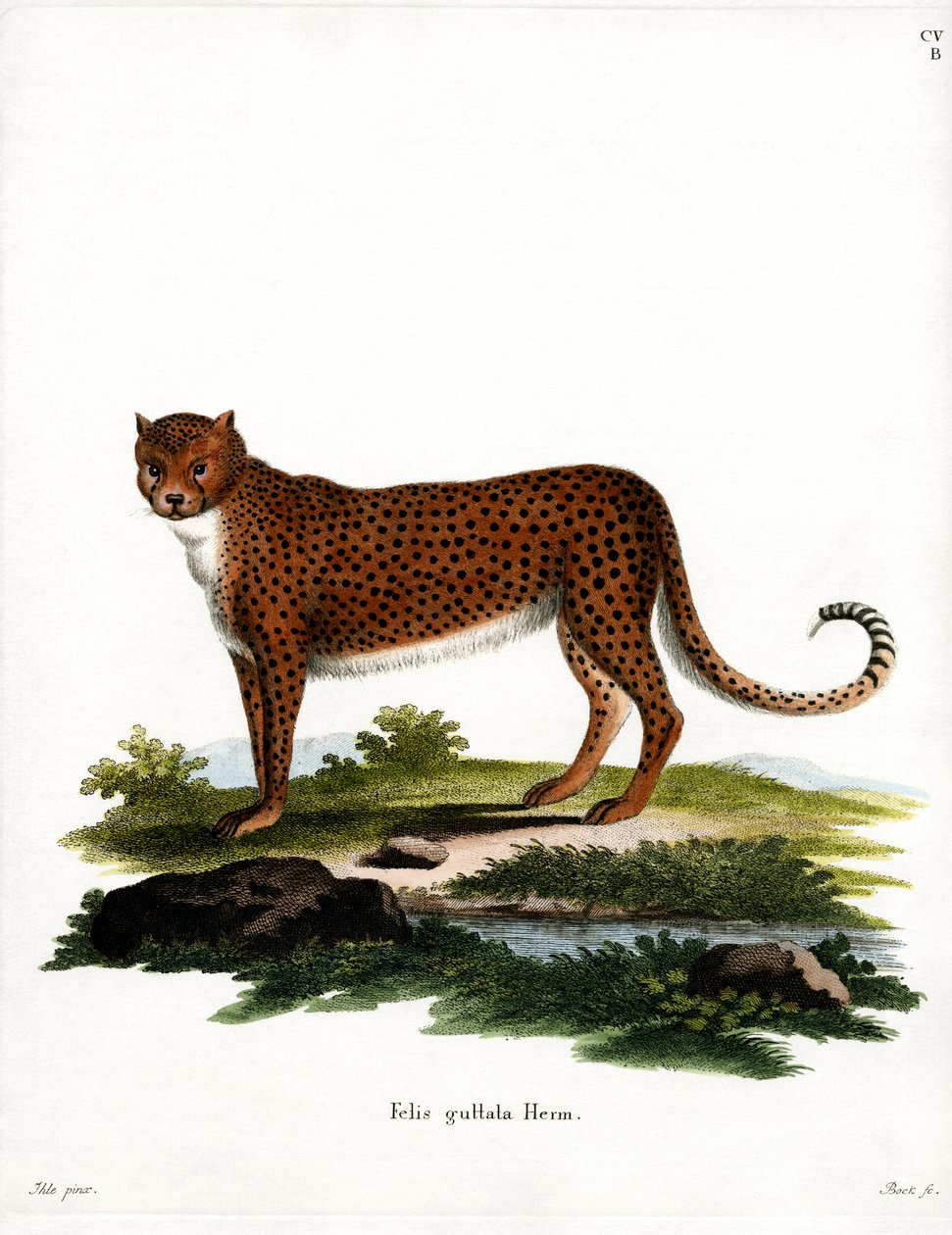 Gepard (farget gravering) av German School