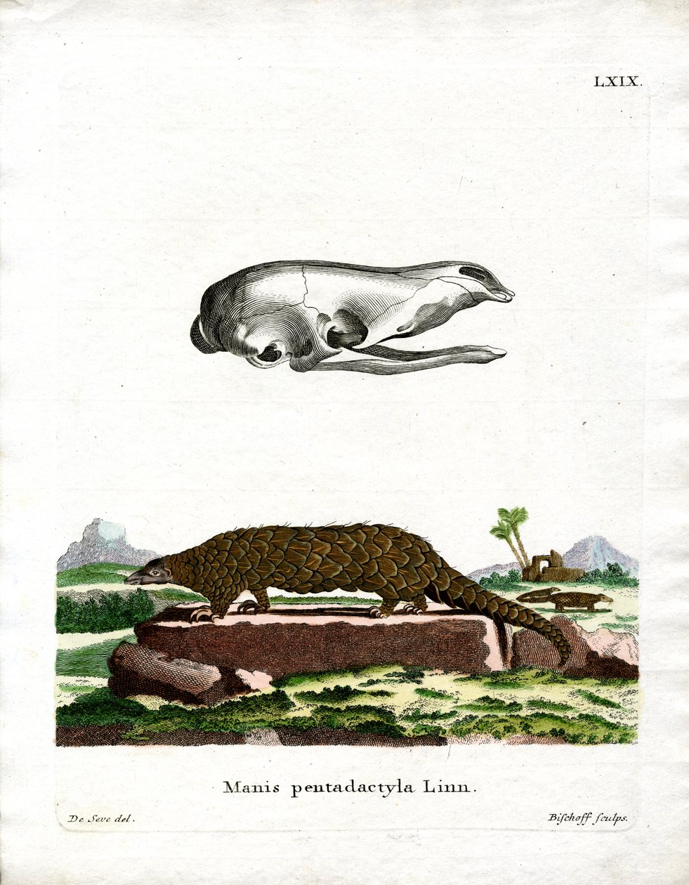 Kinesisk Pangolin (farget gravering) av German School