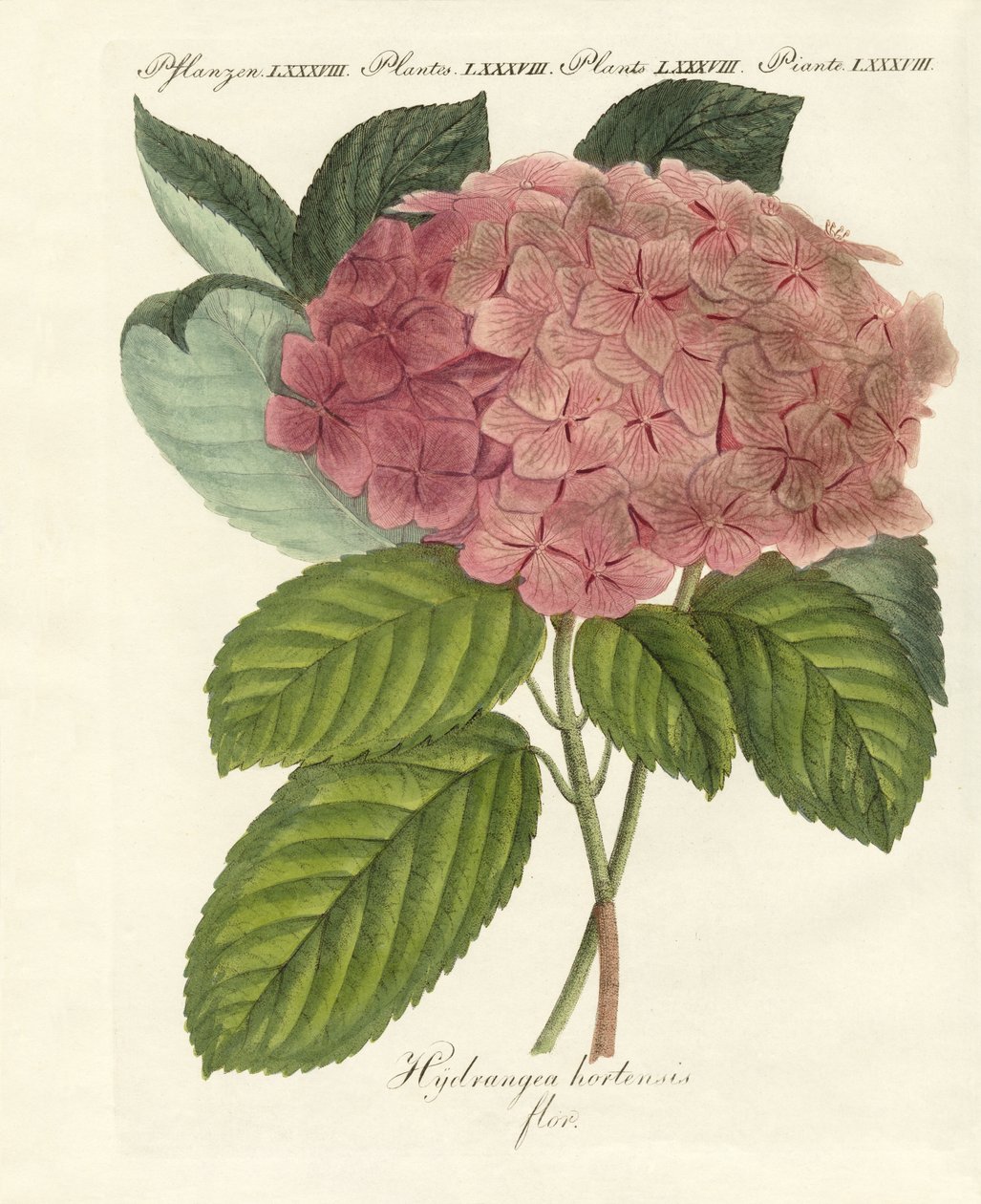 kinesiske blomster av German School