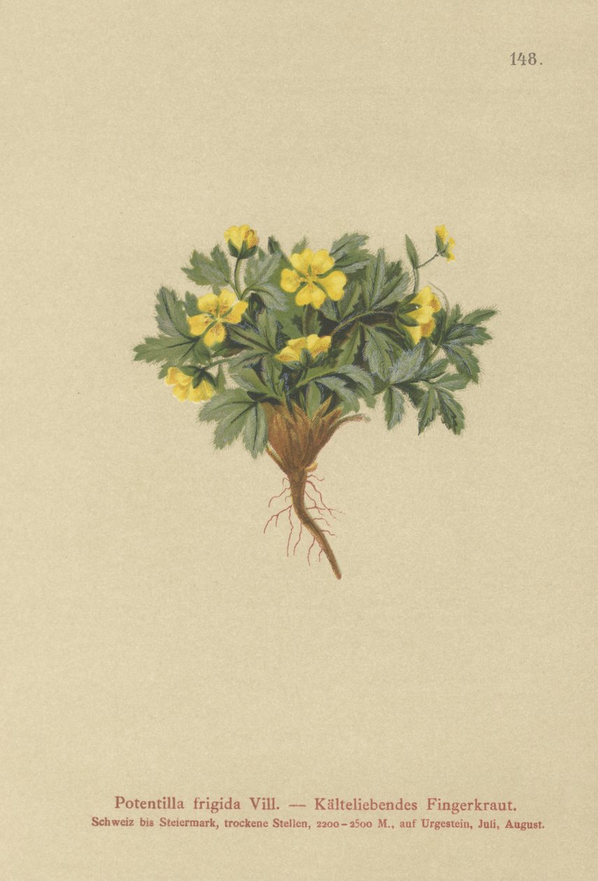 Cinquefoil (Potentilla frigid, Potentilla glacialis, Potentilla helvetica) av German School