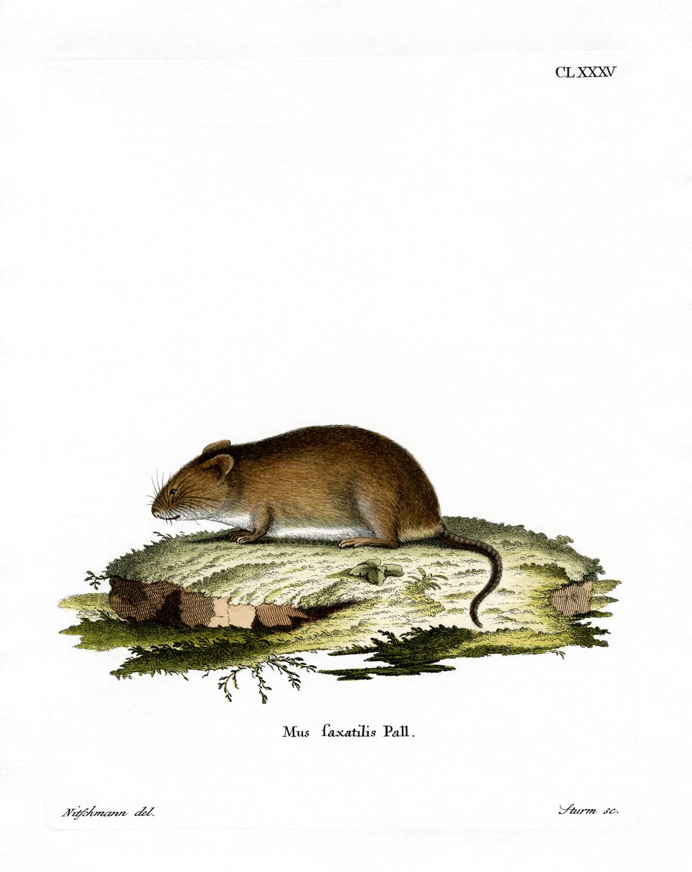 Cliff Mouse (farget gravering) av German School