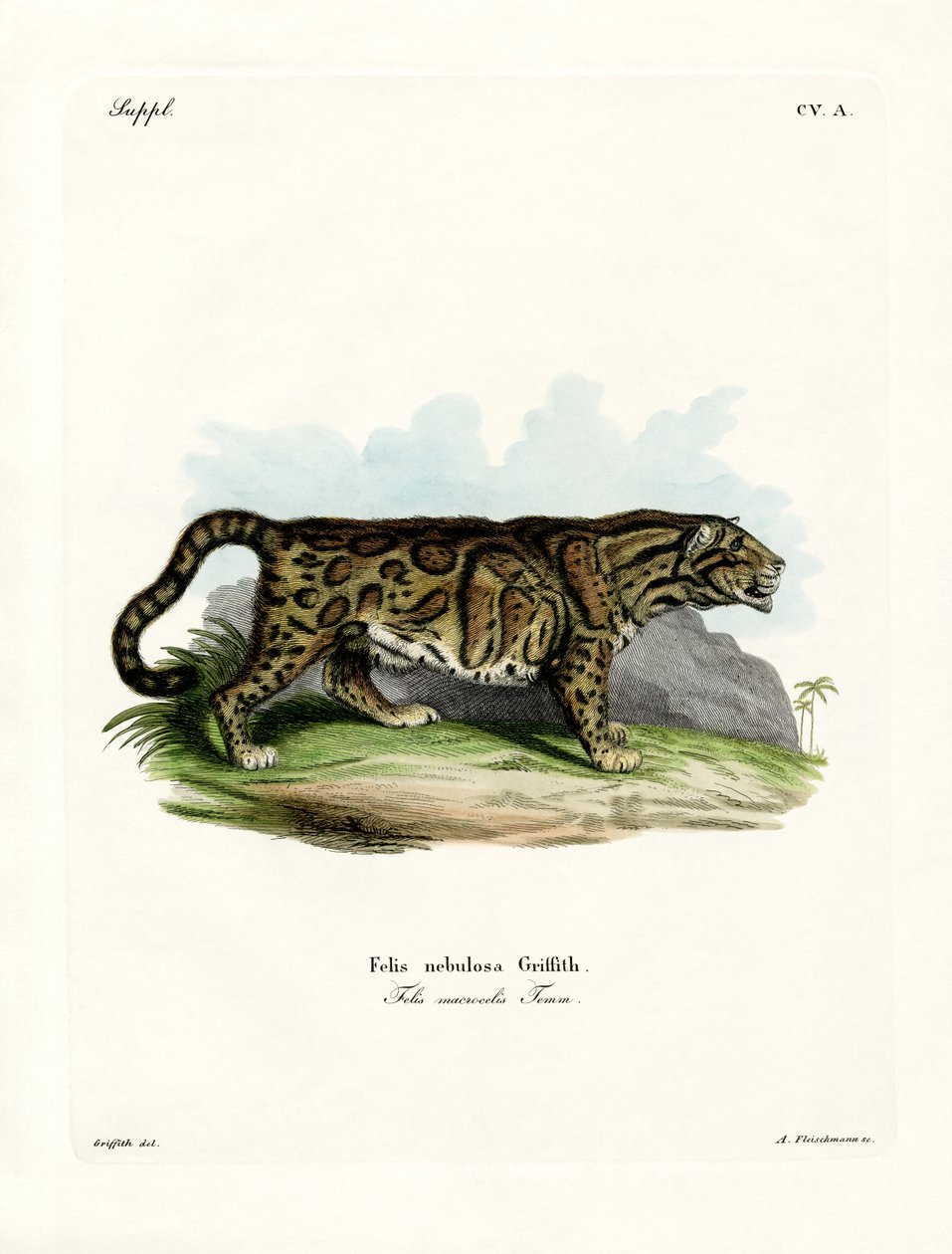 Clouded Leopard (farget gravering) av German School