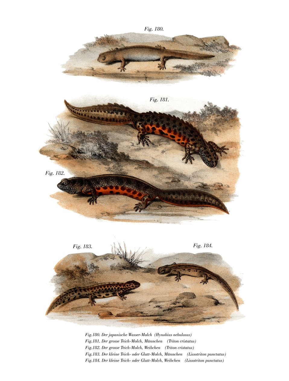 Skyet salamander (farge litho) av German School