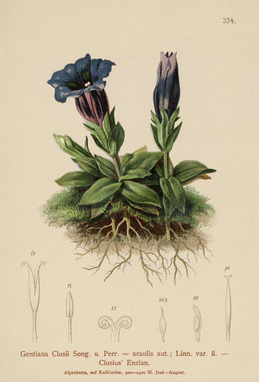 Clusius Gentian (Gentiana Clusii, Gentiana acaulis) av German School