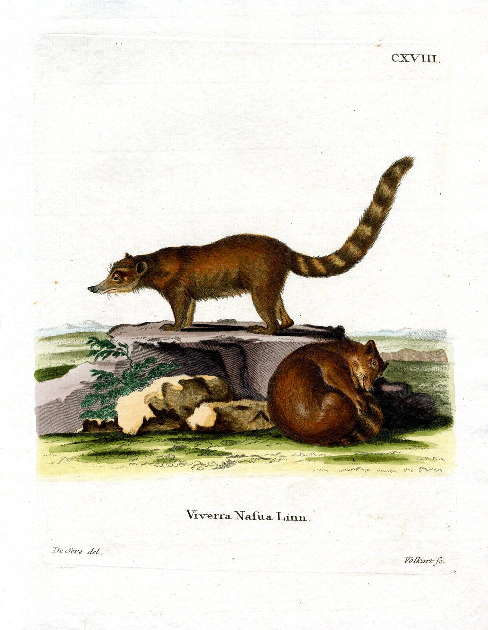Coati (farget gravering) av German School