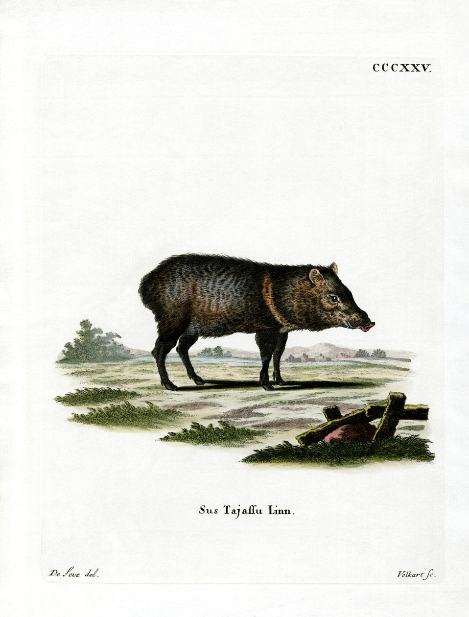 Collared Peccary av German School