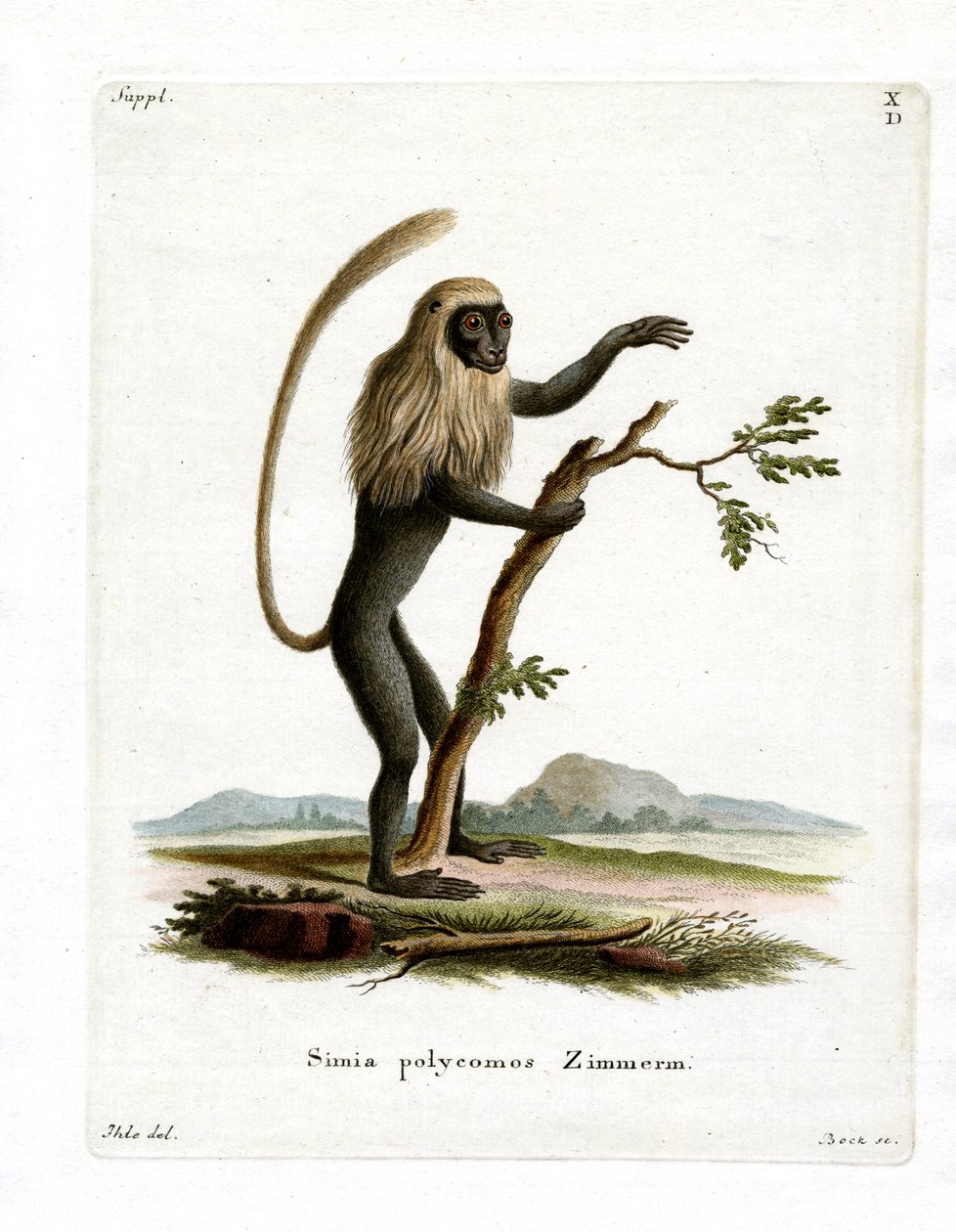 Colobus Monkey (farget gravering) av German School