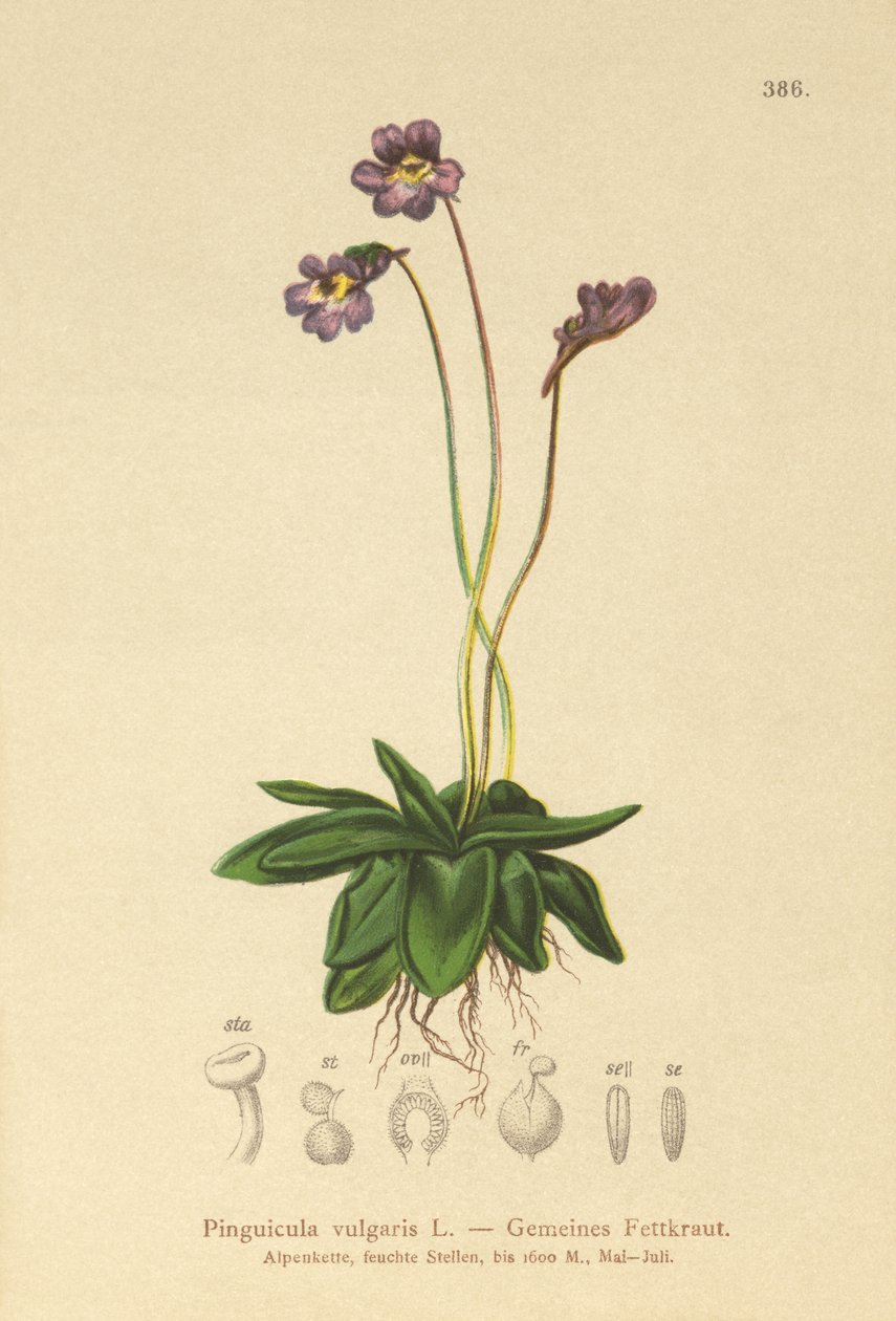 Vanlig butterwort (Pinguicula vulgaris) av German School