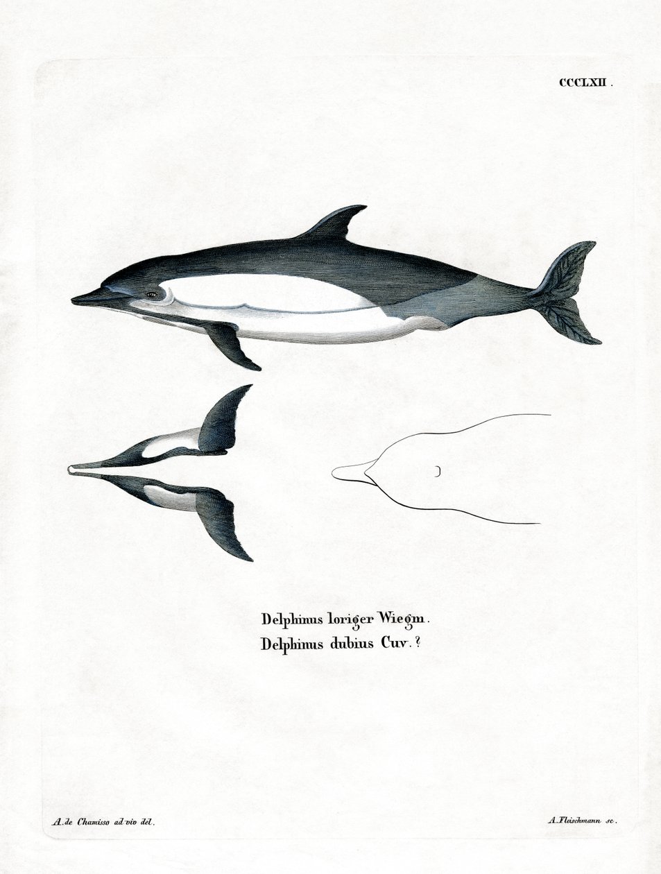 Vanlig delfin (farget gravering) av German School