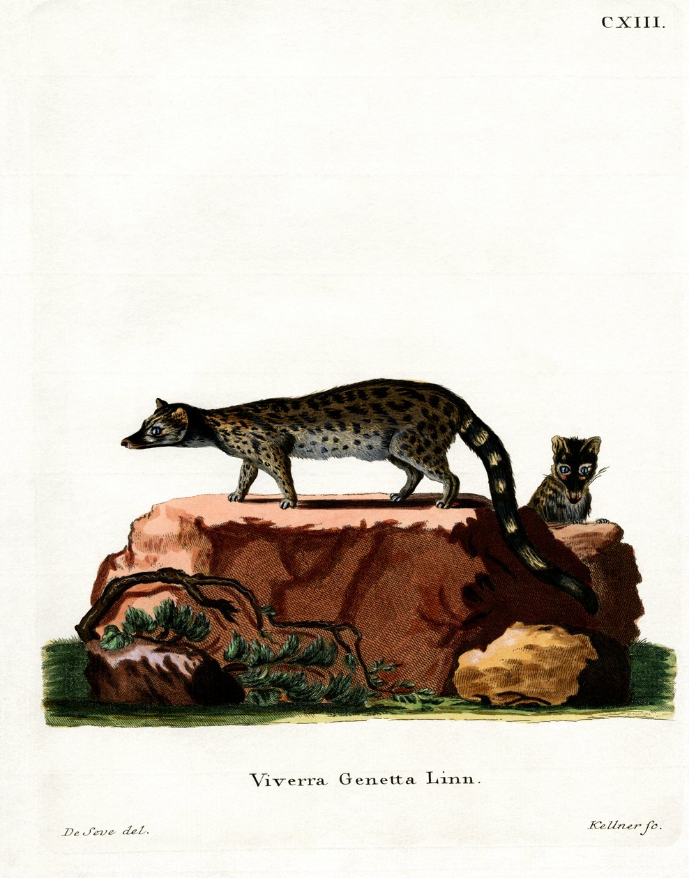 Common Genet (farget gravering) av German School
