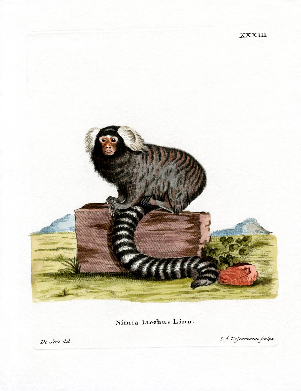 Vanlig marmoset (farget gravering) av German School