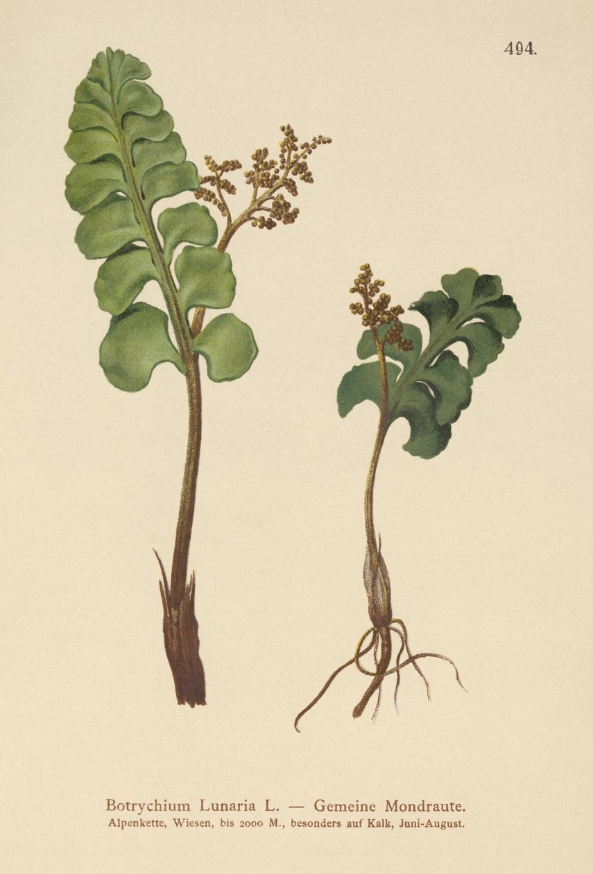 Vanlig måneurt (Botrychium lunaria) av German School
