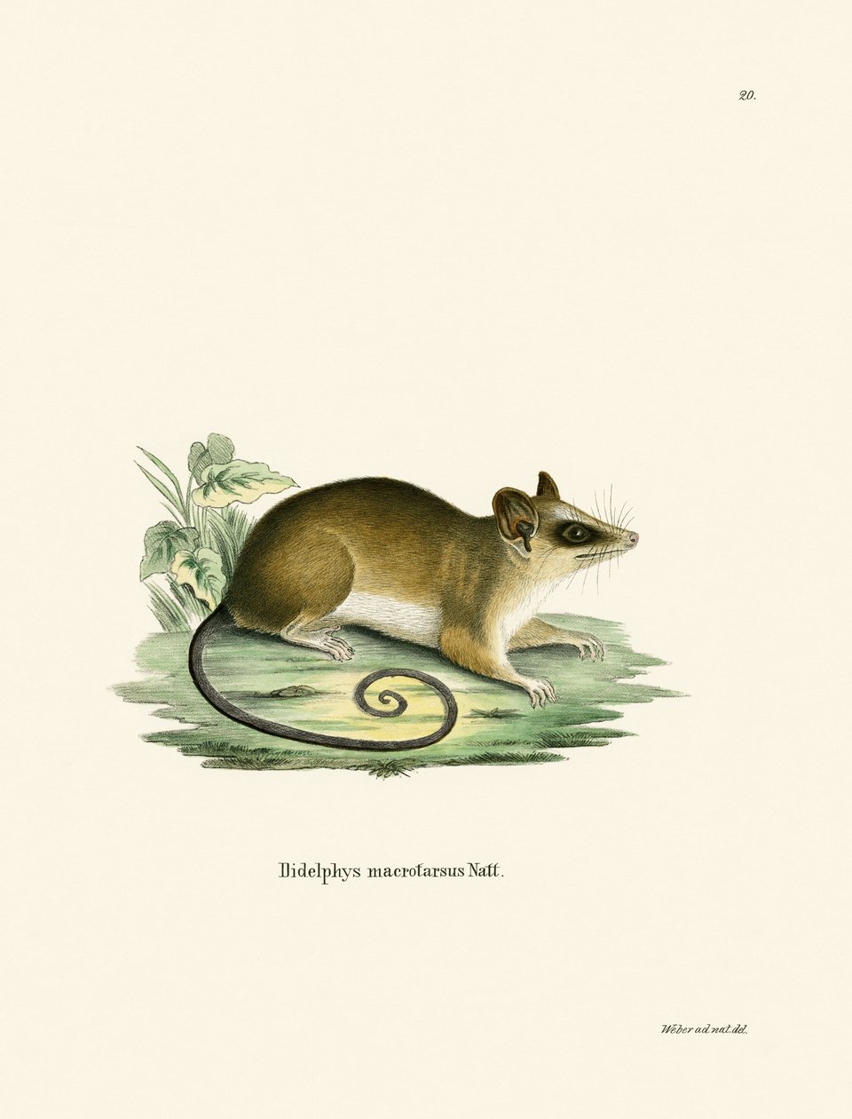 Common Mouse Opossum (farget gravering) av German School