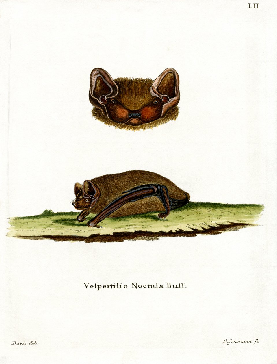 Common Noctule Bat (farget gravering) av German School