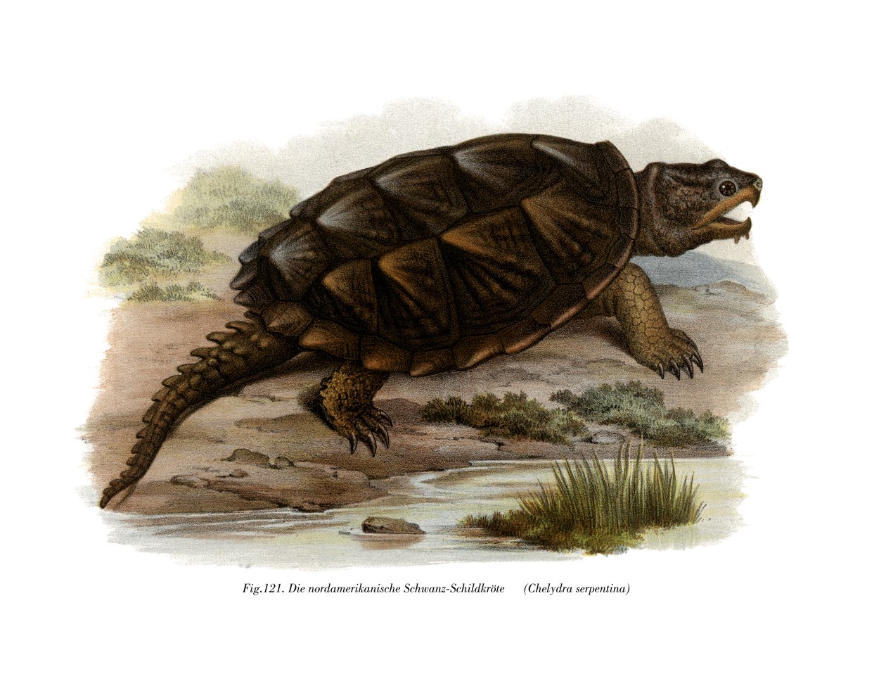 Vanlig Snapping Turtle (farge litho) av German School