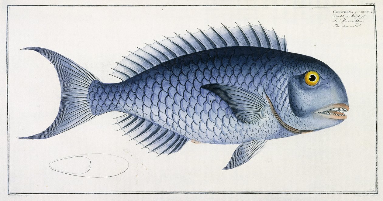 Coryphaena Coerulea av German School