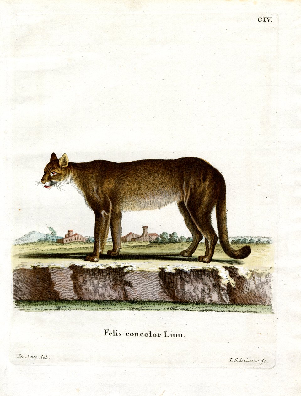Cougar (farget gravering) av German School