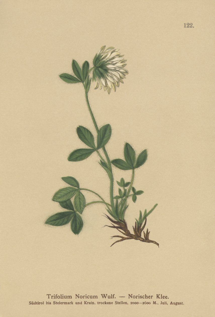 Kremkløver (Trifolium Noricum) av German School