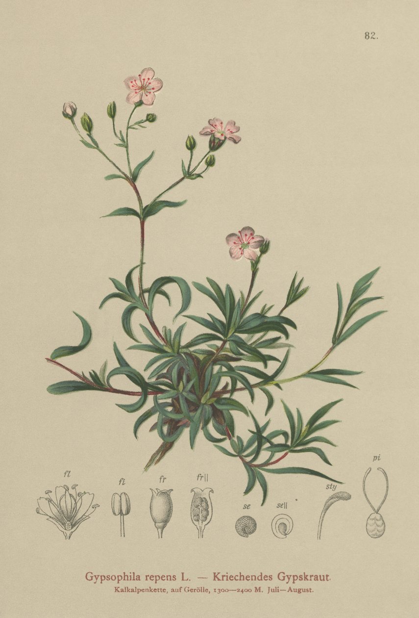 Creeping Babys Breath (Gypsophila repens) av German School