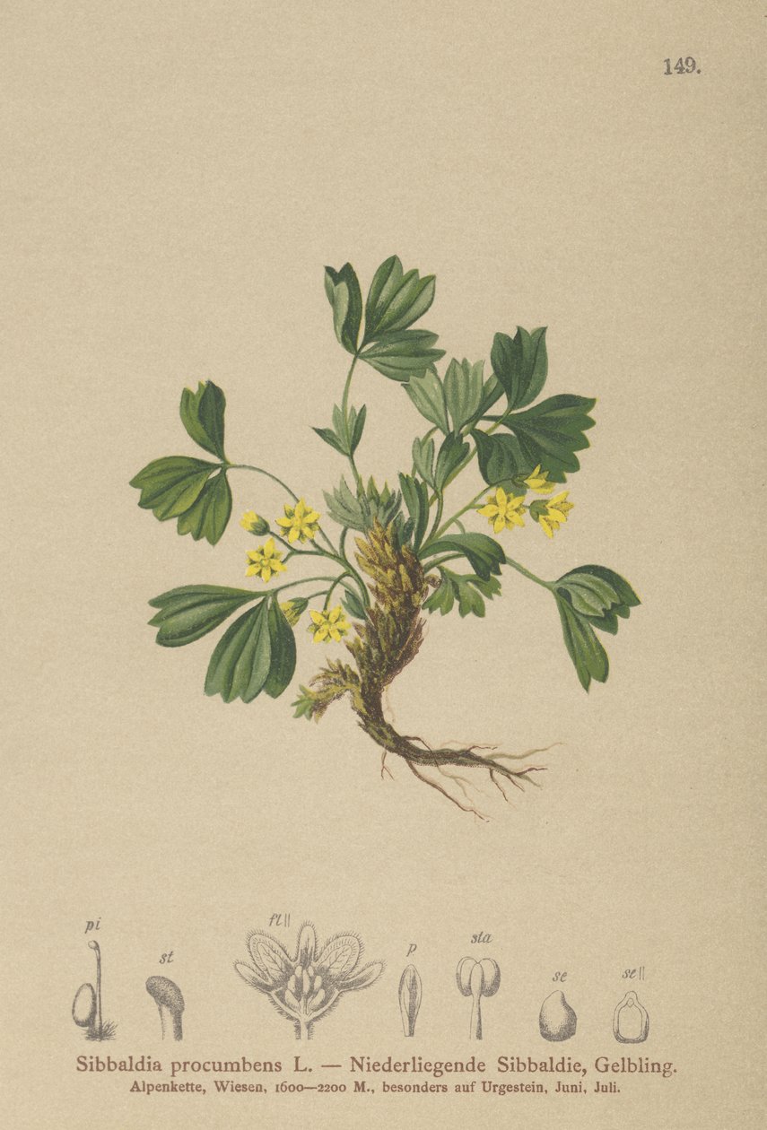 Krypende Sibbaldia (Sibbaldia procumbens) av German School