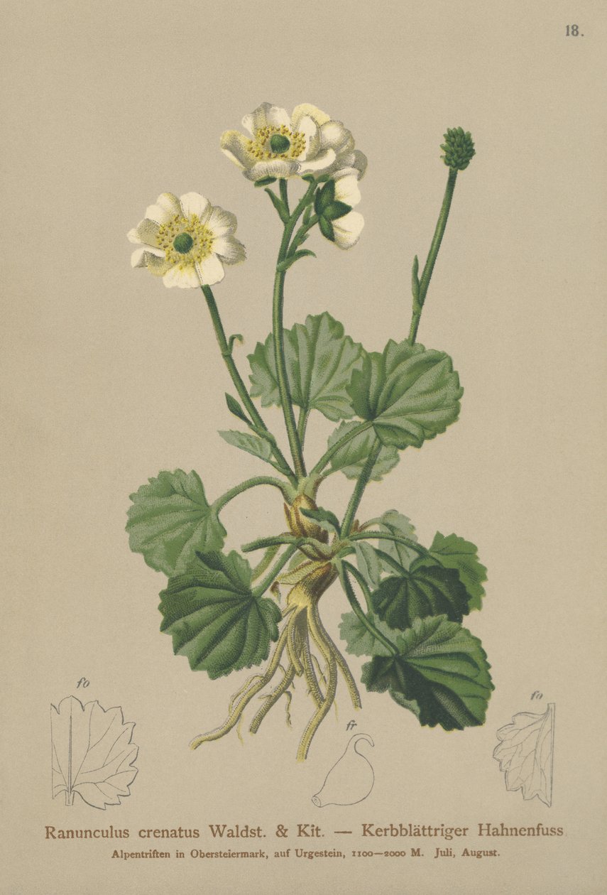 Krenert kråkefot (Ranunculus crenatus) av German School