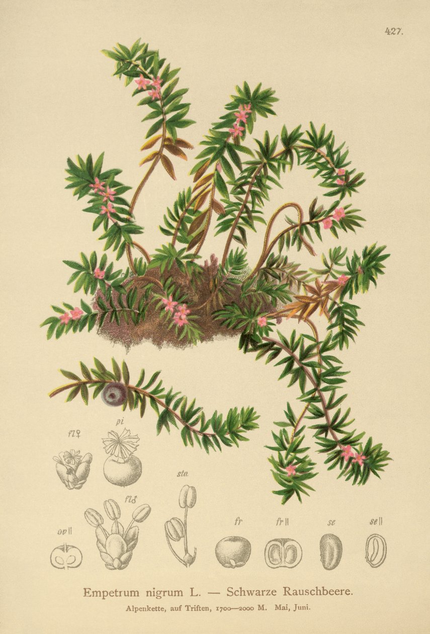 Kråkebær (Sempetrum nigra) av German School