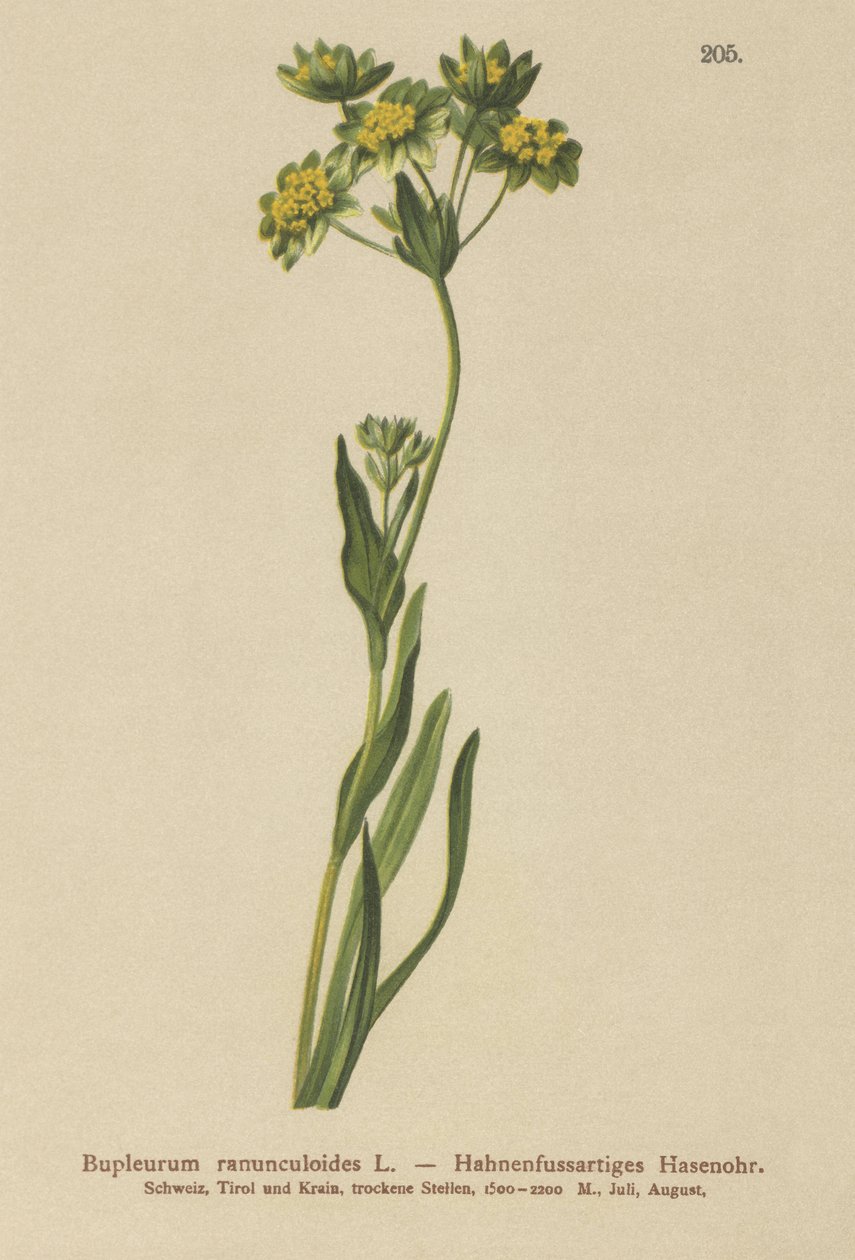 Kråkefot-bladede hareøre (Bupleurum ranunculoides) av German School