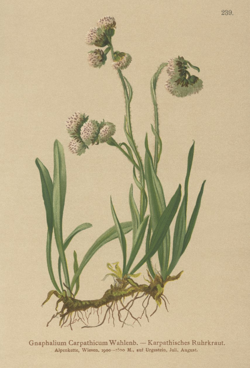 Cudweed (Gnaphalium Carpathicum) av German School