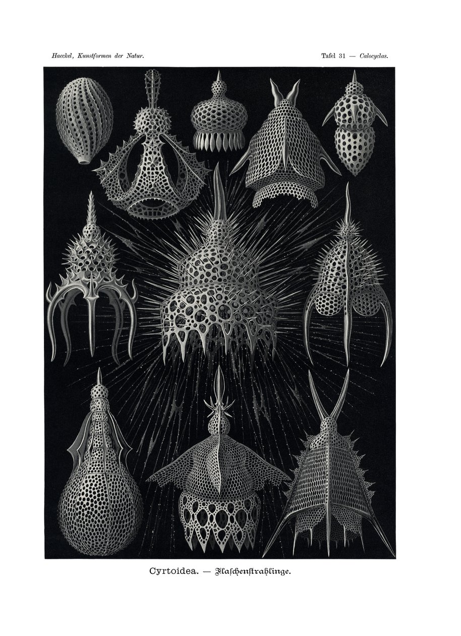 Cyrtoidea, 1899-1904 av German School