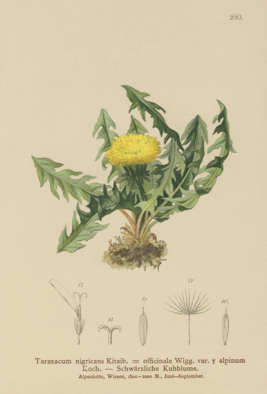 Løvetann (Taraxacum nigricans, Taraxacum officinale var. Alpinum) av German School