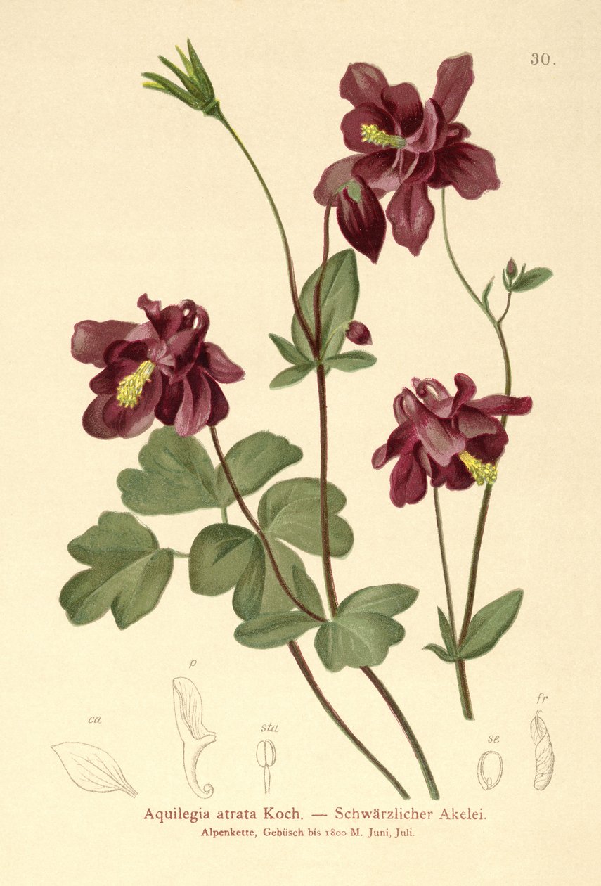 Mørk akelei (Aquilegia atrata) av German School